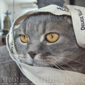 Photo de Scottish fold