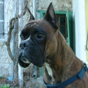 Photo de Boxer