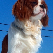 Photo de Cavalier king charles spaniel