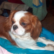 Photo de Cavalier king charles spaniel