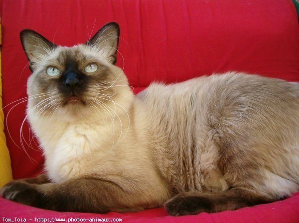 Photo de Sacr de birmanie