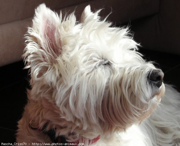 Photo de West highland white terrier