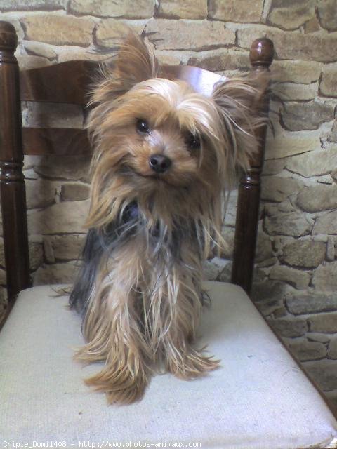 Photo de Yorkshire terrier