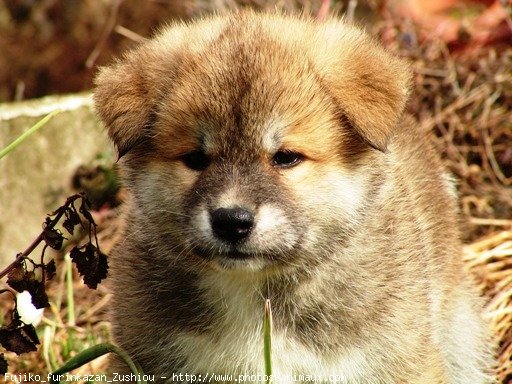 Photo d'Akita inu