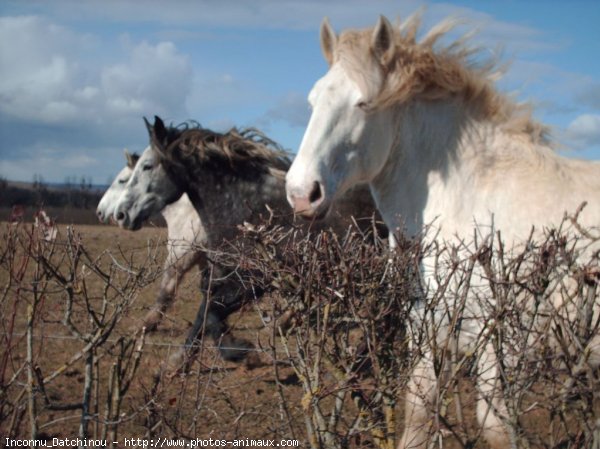 Photo de Percheron