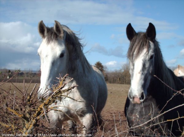 Photo de Percheron