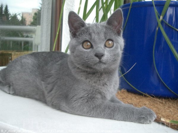 Photo de Chartreux