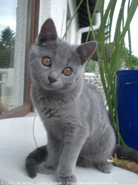 Photo de Chartreux