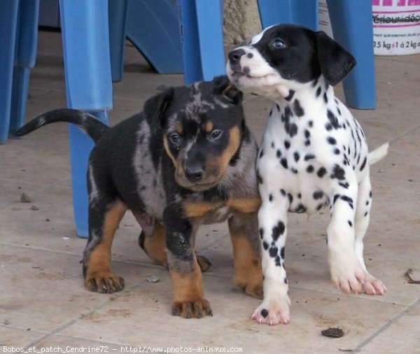 Photo de Dalmatien