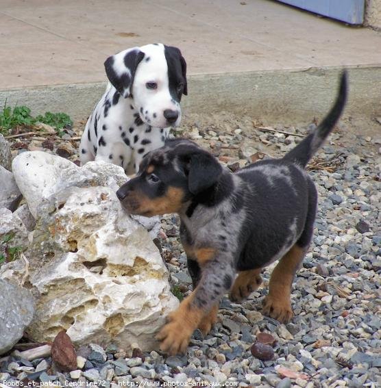 Photo de Dalmatien