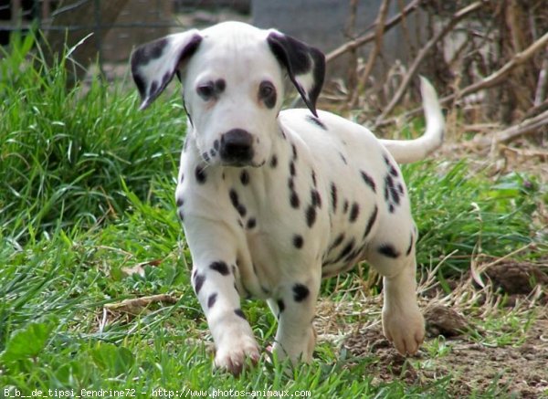 Photo de Dalmatien