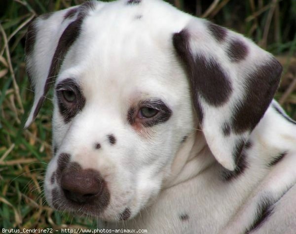 Photo de Dalmatien