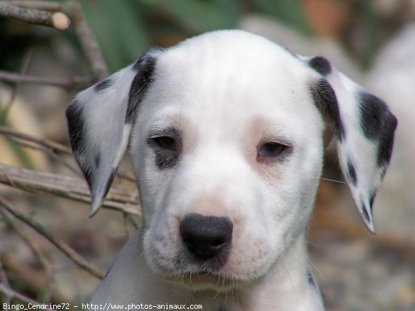 Photo de Dalmatien