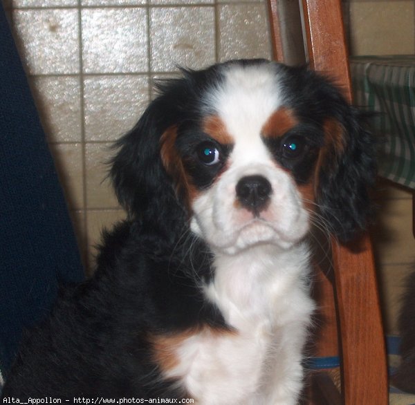 Photo de Cavalier king charles spaniel