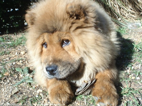 Photo de Chow chow