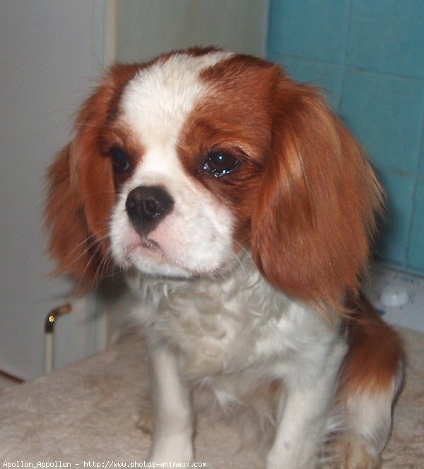 Photo de Cavalier king charles spaniel