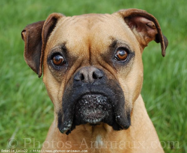 Photo de Boxer