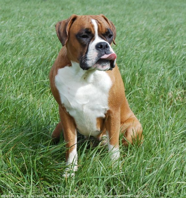 Photo de Boxer