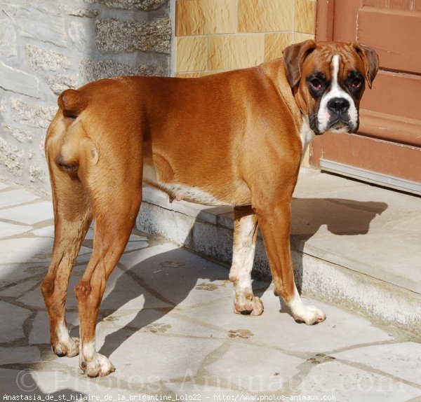 Photo de Boxer