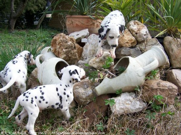 Photo de Dalmatien