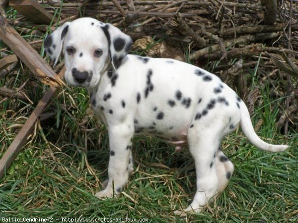 Photo de Dalmatien