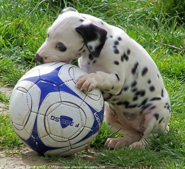 Photo de Dalmatien