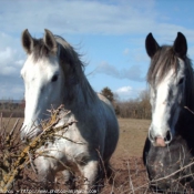 Photo de Percheron