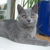 Photo de Chartreux