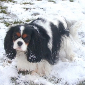 Photo de Cavalier king charles spaniel