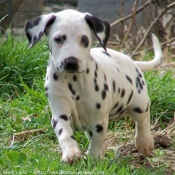 Photo de Dalmatien