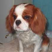 Photo de Cavalier king charles spaniel