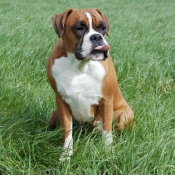 Photo de Boxer