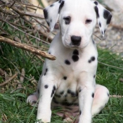 Photo de Dalmatien