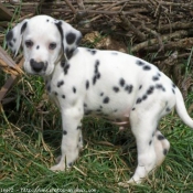 Photo de Dalmatien