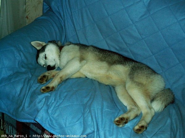 Photo de Husky siberien