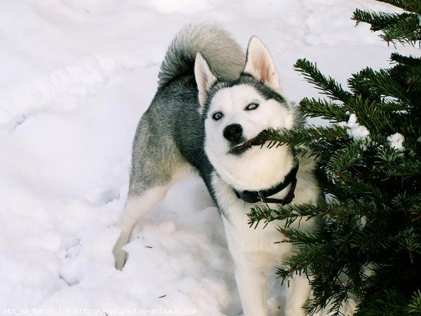 Photo de Husky siberien