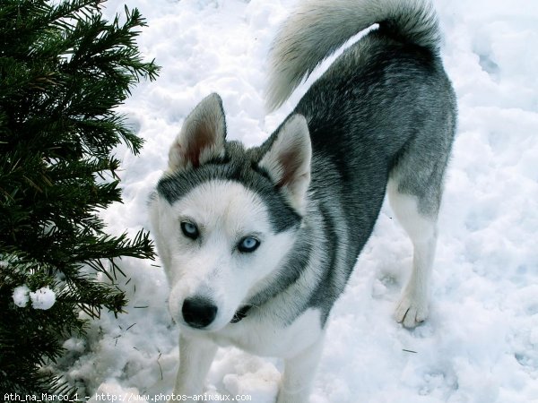 Photo de Husky siberien