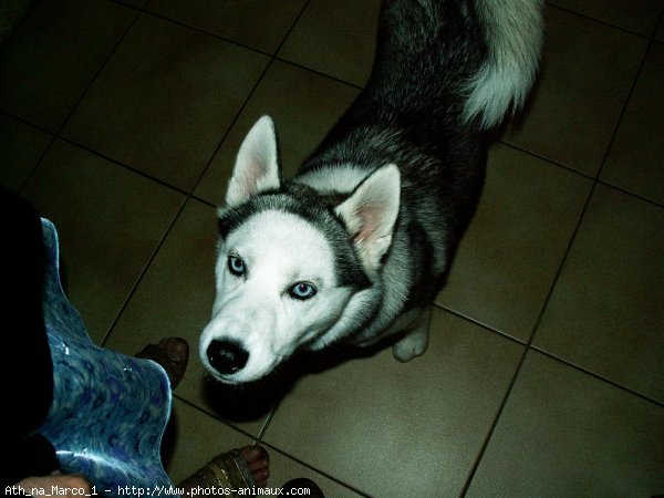 Photo de Husky siberien