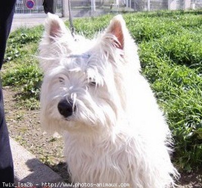 Photo de West highland white terrier