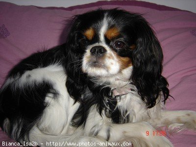 Photo de Cavalier king charles spaniel