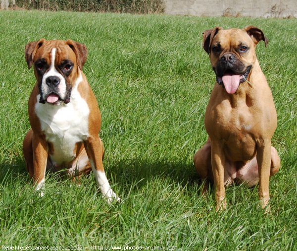 Photo de Boxer