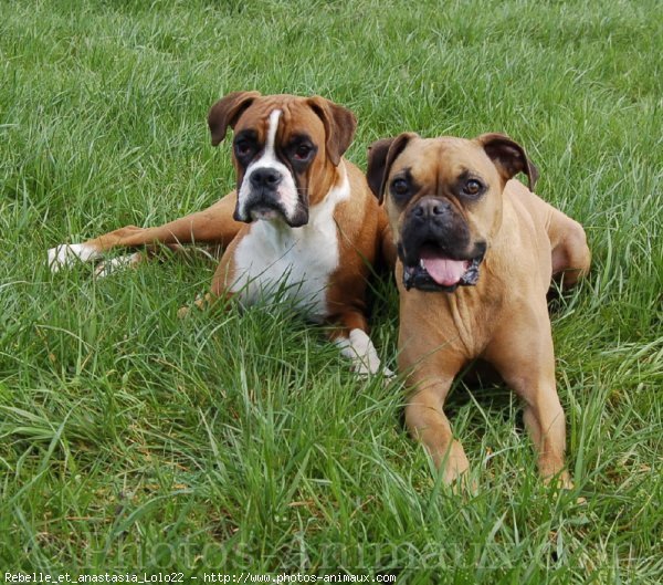 Photo de Boxer