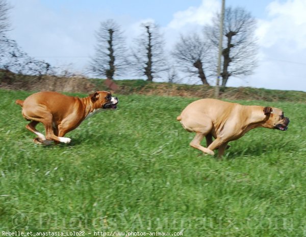 Photo de Boxer