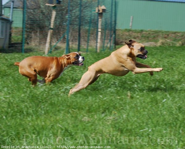 Photo de Boxer