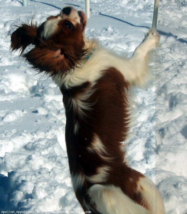 Photo de Cavalier king charles spaniel