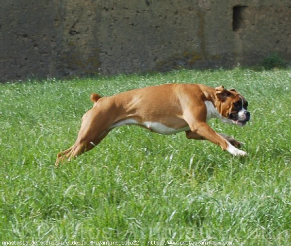 Photo de Boxer