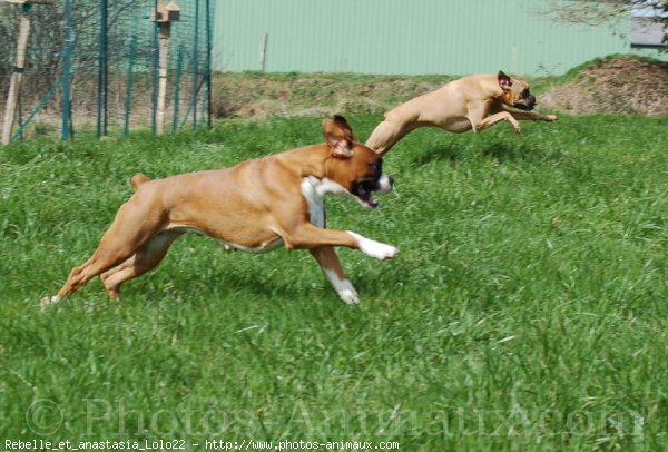 Photo de Boxer