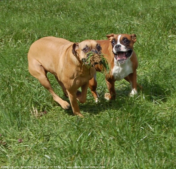 Photo de Boxer