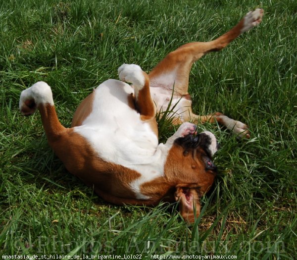 Photo de Boxer