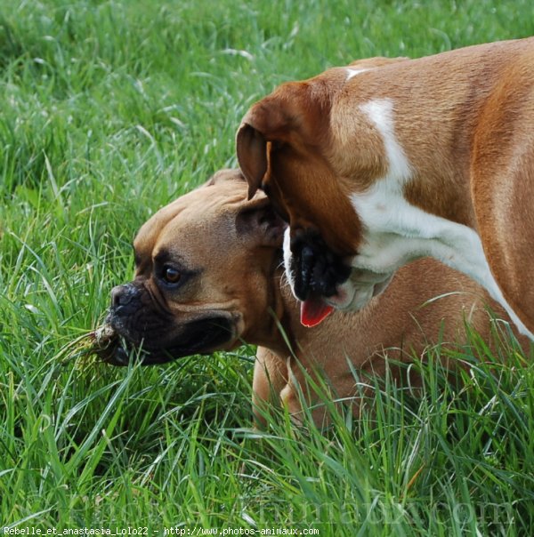 Photo de Boxer